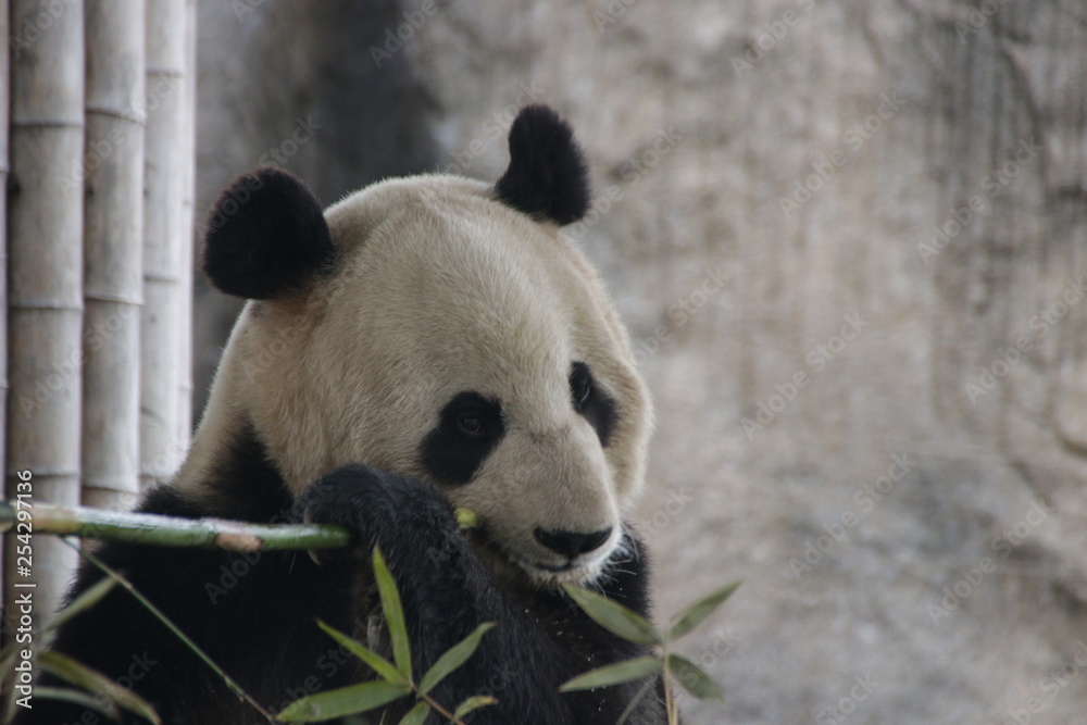 Giant Panda Name, Mei Xi, Eating Bamboo, Shanghai, China Giant Panda Name, Mei Xi, Eating Bamboo, Shanghai, China