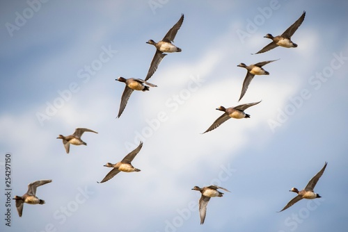 Swarm Wigeons (Anas penelope) in flight, Cley Marshes, Cley next the Sea, Norfolk, England photo