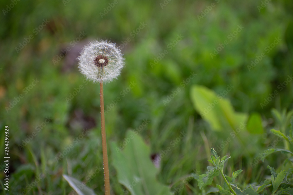 Half Dandelion Green Background with soft green bokeh and soft lighting Half Dandelion Green Background with soft green bokeh and soft lighting