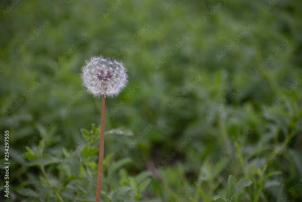Dandelion with Green Garden Background with soft focus and green bokeh Dandelion with Green Garden Background with soft focus and green bokeh