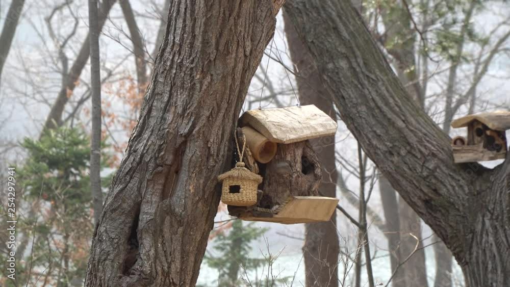 Nami Island bird is entering birdhouse on tree Nami Island bird is entering birdhouse on tree