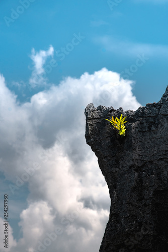  Green fern leaves growing on the top of hard granite volcanic rock with cloudy blue sky in background. Concept of survival and growing in hardship and persistency in touching the sky