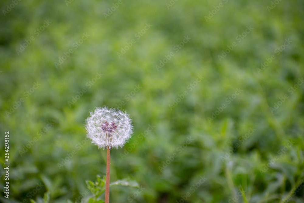 Dandelion with Green Garden Background with soft focus and green bokeh Dandelion with Green Garden Background with soft focus and green bokeh