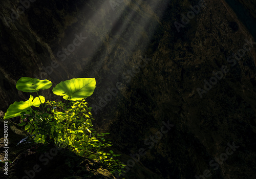 Bild auf Leinwand Taro leaves glowing and shining from sun ray enlighten the dark cave where its grow
