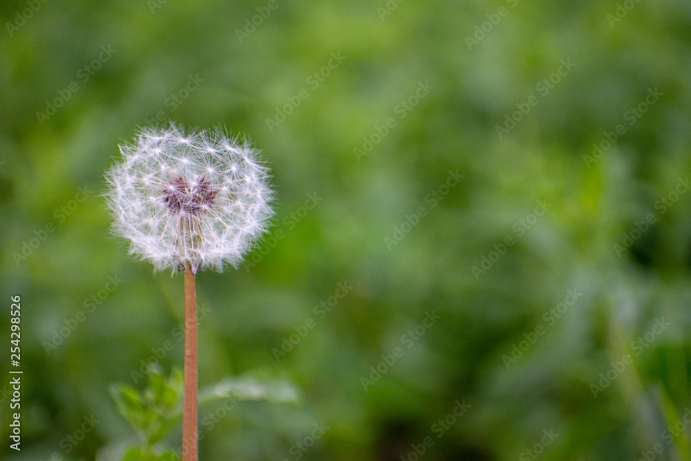 Dandelion with Green Garden Background with soft focus and green bokeh Dandelion with Green Garden Background with soft focus and green bokeh