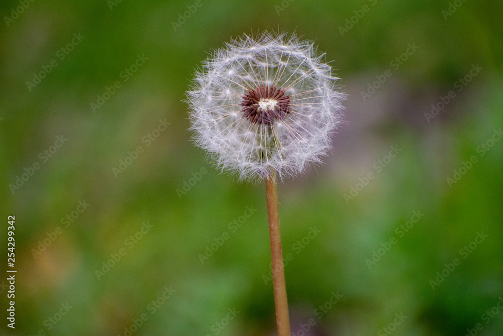 Dandelion with Green Garden Background with soft focus and green bokeh