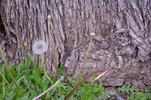 Dandelion Flower  with Tree Bark Background, mellow focus