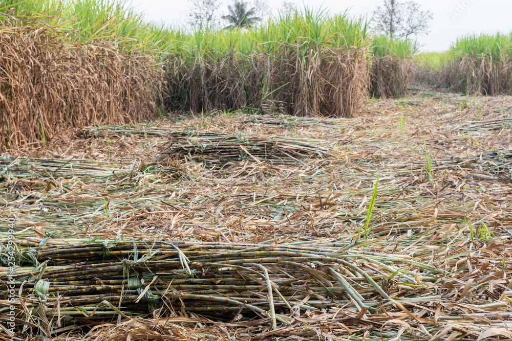 Harvested sugar cane stacked in the field Harvested sugar cane stacked in the field