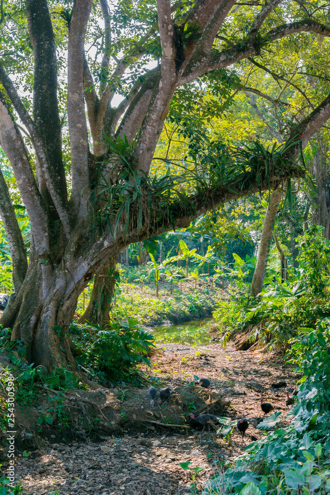 Fototapeta premium Old tree in a banana plantation