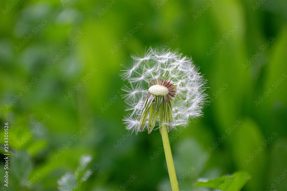 Fototapeta premium Half Dandelion Green Background with soft green bokeh and soft lighting