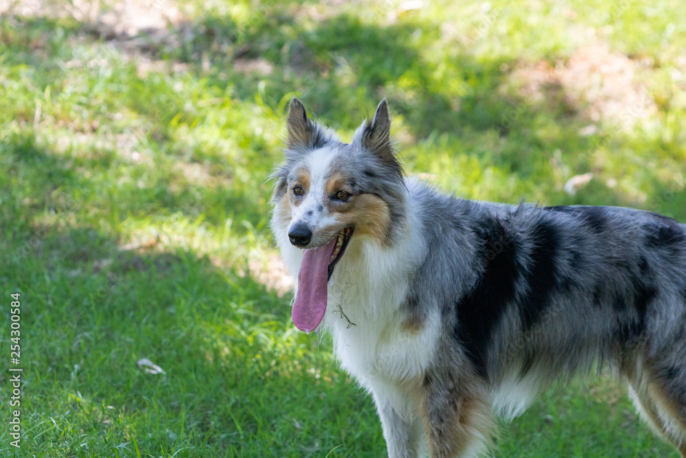 beautiful spring portrait of adorable gray and white border collie in the blossoming park beautiful spring portrait of adorable gray and white border collie in the blossoming park