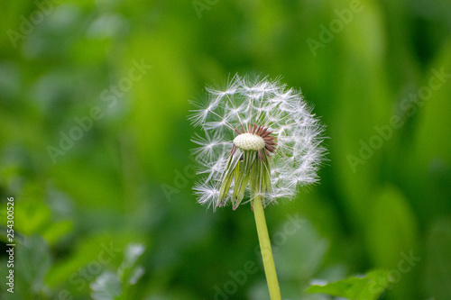 Half Dandelion Green Background with soft green bokeh and soft lighting