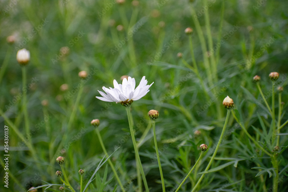 Blooming White Flowers in Green Garden with green bokeh Blooming White Flowers in Green Garden with green bokeh