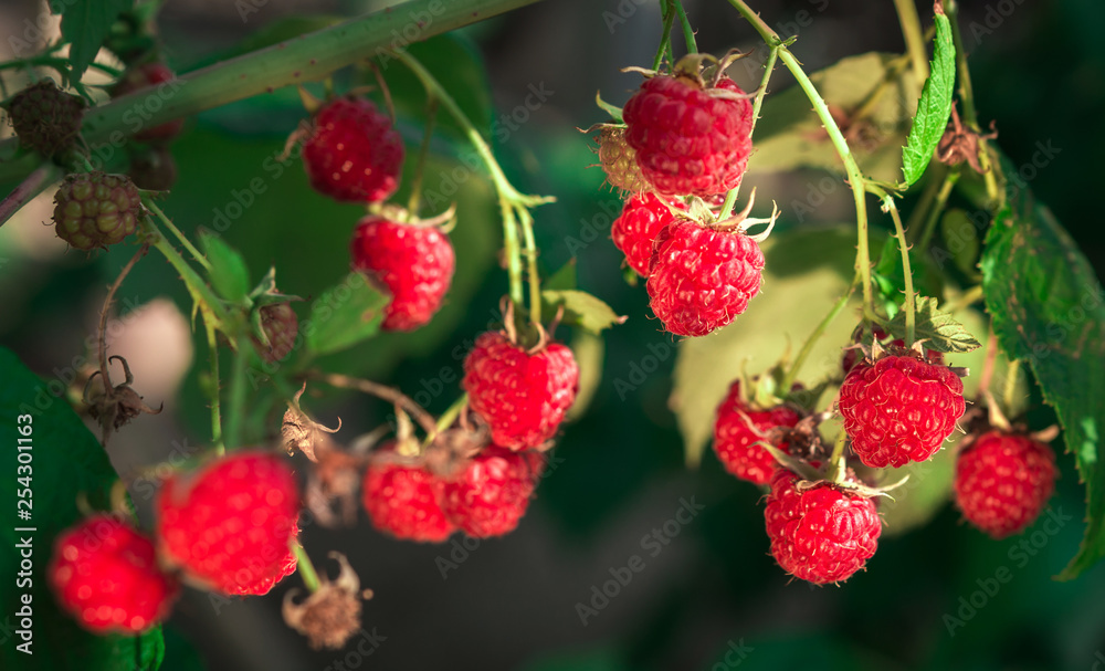 ripe raspberries in garden. Red sweet berries on raspberry bush. ripe raspberries in garden. Red sweet berries on raspberry bush.