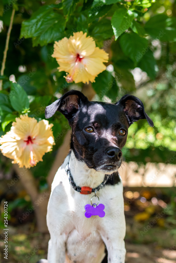 beautiful spring portrait of adorable Black Brazilian Terrier Dog in the blossoming park, hibiscus pink flower on backgroud