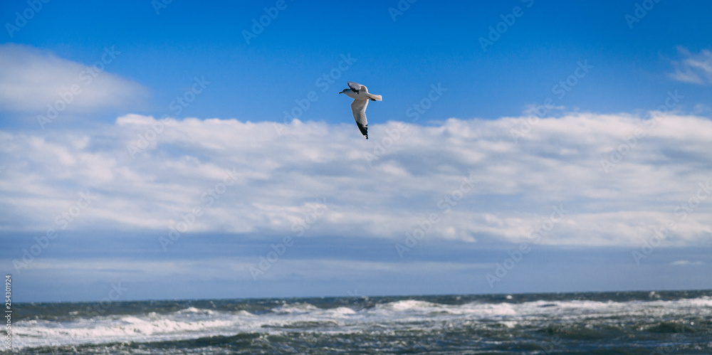 seagull on the beach