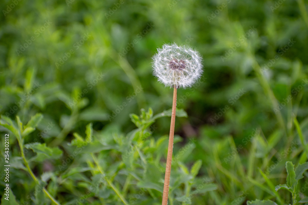 Dandelion with Green Garden Background with soft focus and green bokeh Dandelion with Green Garden Background with soft focus and green bokeh