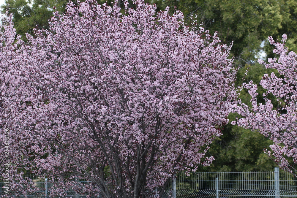 Cherry Blossom Trees_2634