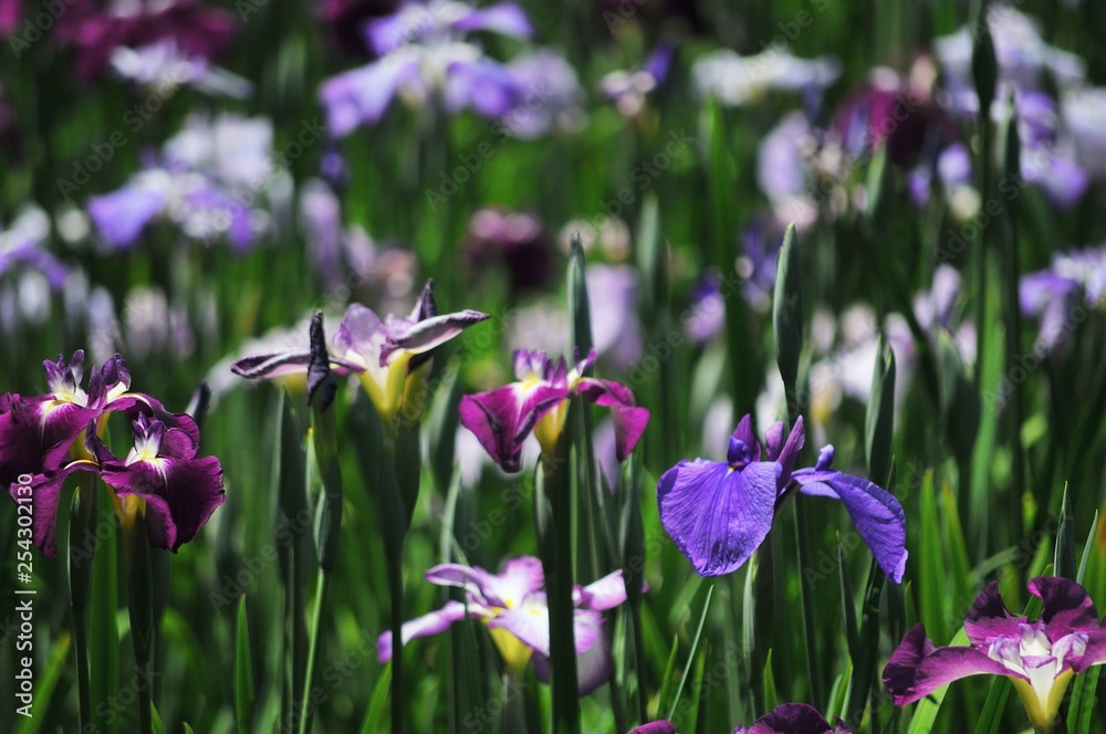 菖蒲園の色とりどりの菖蒲の花 菖蒲園の色とりどりの菖蒲の花