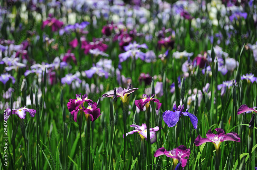 菖蒲園の色とりどりの菖蒲の花