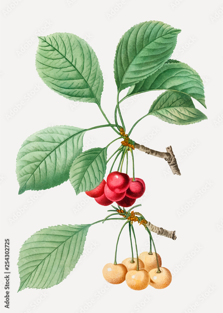 Cherry tree branch Stock Vector | Adobe Stock