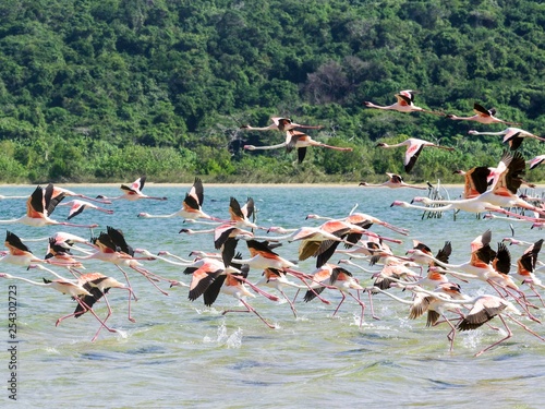 Flamingo (Phoenicapterus roseus), flock of birds starting from the water, Kosi Bay Nature Reserve, iSimangaliso Wetland Park, KwaZulu-Natal, South Africa, Africa photo