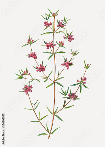 Blooming Heath mirbelia