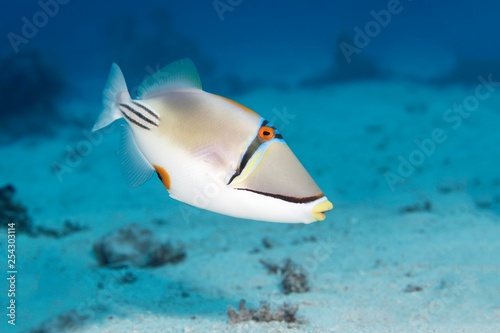 Arabian Picasso triggerfish (Rhinecanthus assasi), Red Sea, Egypt, Africa photo