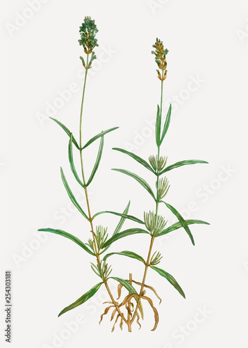 Broadleaved lavender