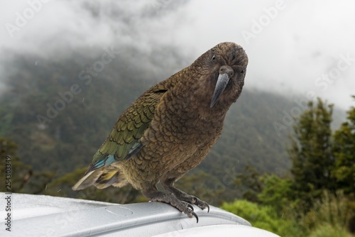 Kea (Nestor notabilis) sitting on car roof, Fiordland National Park, Southland, New Zealand, Oceania