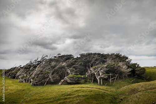 Trees shaped by the wind, Slope Point, Catlins, Southland, New Zealand, Oceania