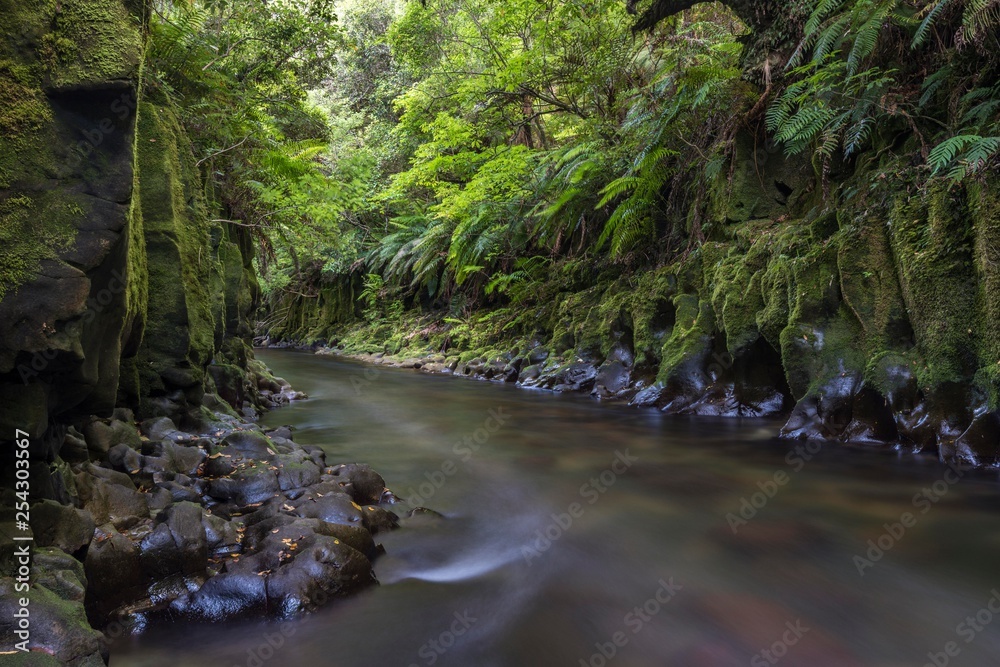 River running through Te Whaiti Nui Toi Canyon, Rainforest, Whirinaki Forest, North Island, New Zealand, Oceania River running through Te Whaiti Nui Toi Canyon, Rainforest, Whirinaki Forest, North Island, New Zealand, Oceania