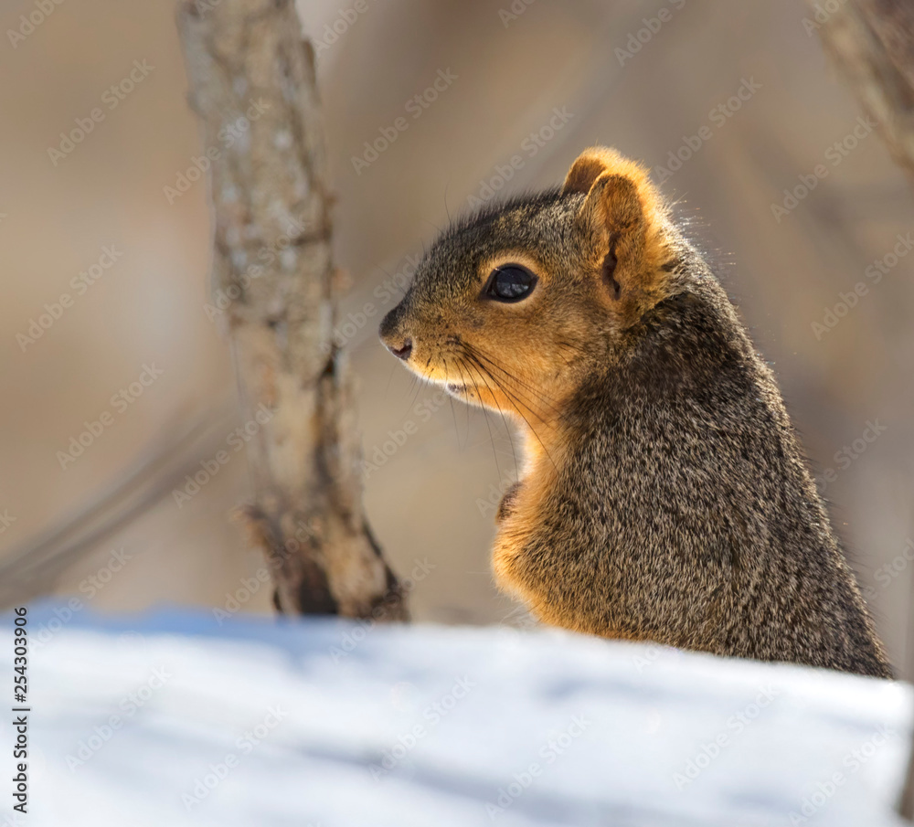 Chilly fox squirrel (Sciurus niger) in snow waiting late spring in Ames, Iowa Chilly fox squirrel (Sciurus niger) in snow waiting late spring in Ames, Iowa