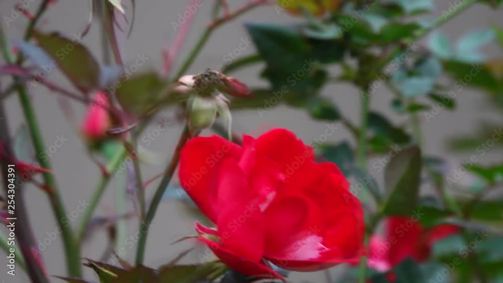 Red rose on a windy day Red rose on a windy day