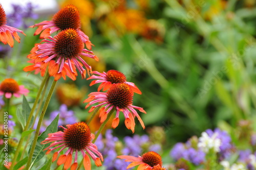 エキナセアの花が満開