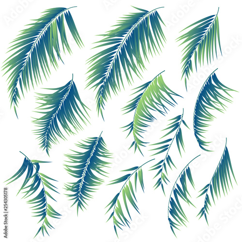 Tropical plant illustration material 