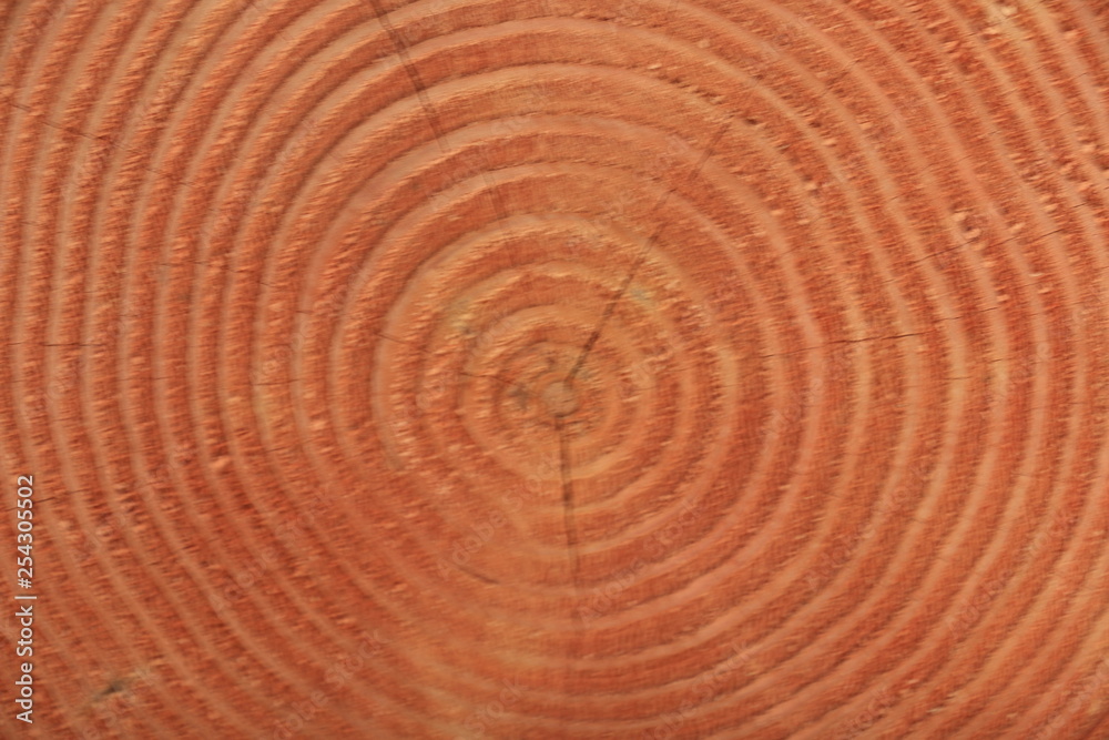 Fototapeta premium Tree Rings