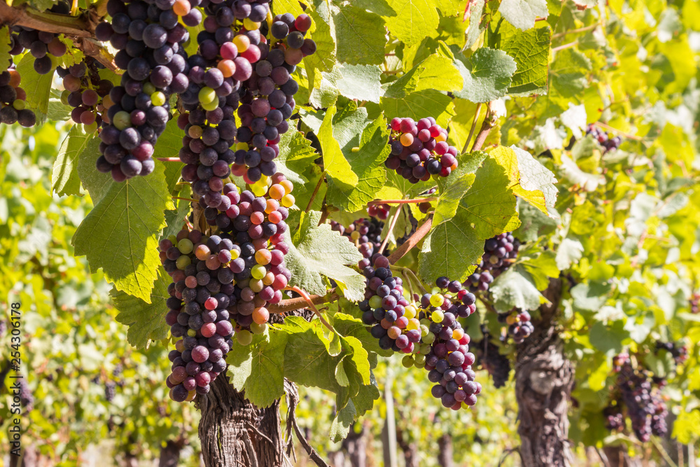 red wine grapes on the vine in vineyard at harvest time