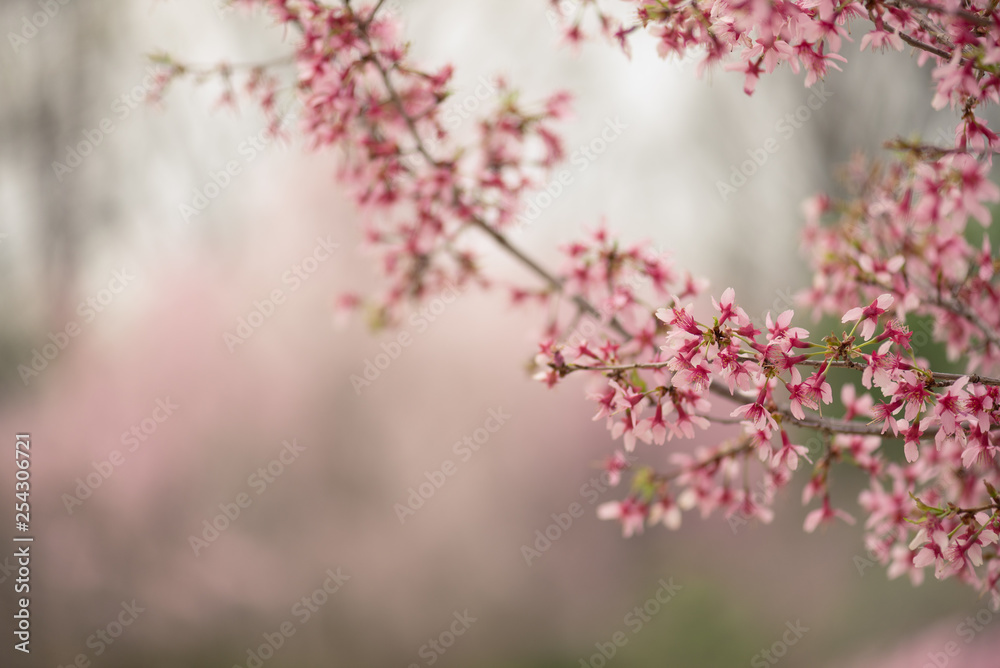 Naklejka premium pink cherry blossoms on a branch in the Spring