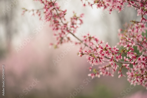 pink cherry blossoms on a branch in the Spring