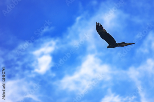 Black Kite, Milvus Migrans, Spread Wings Flying in the Blue Sky with White Clouds. Freedom, Travel Concept.