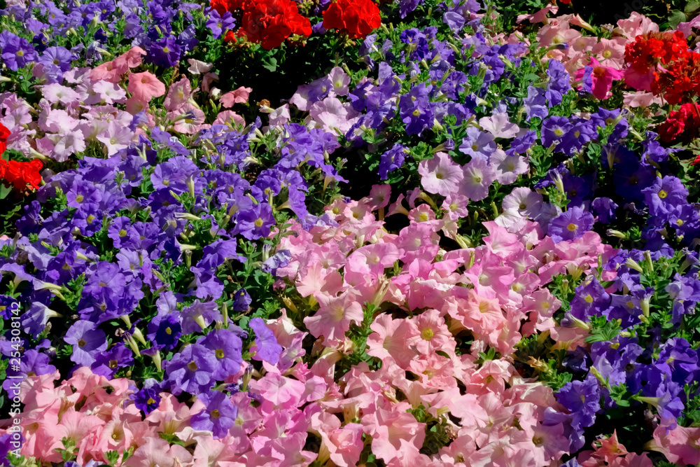 都会の整備された花壇に咲いた色とりどりの艶やかな花々 都会の整備された花壇に咲いた色とりどりの艶やかな花々