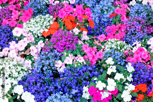 都会の整備された花壇に咲いた色とりどりの艶やかな花々