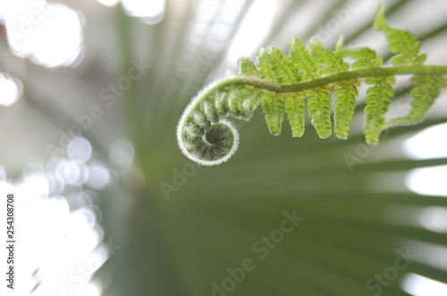 new frond on a fern