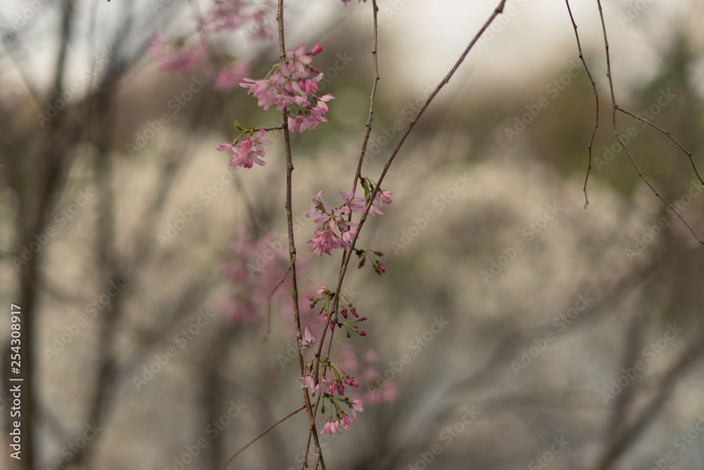 pink cherry blossoms on a branch in the Spring pink cherry blossoms on a branch in the Spring