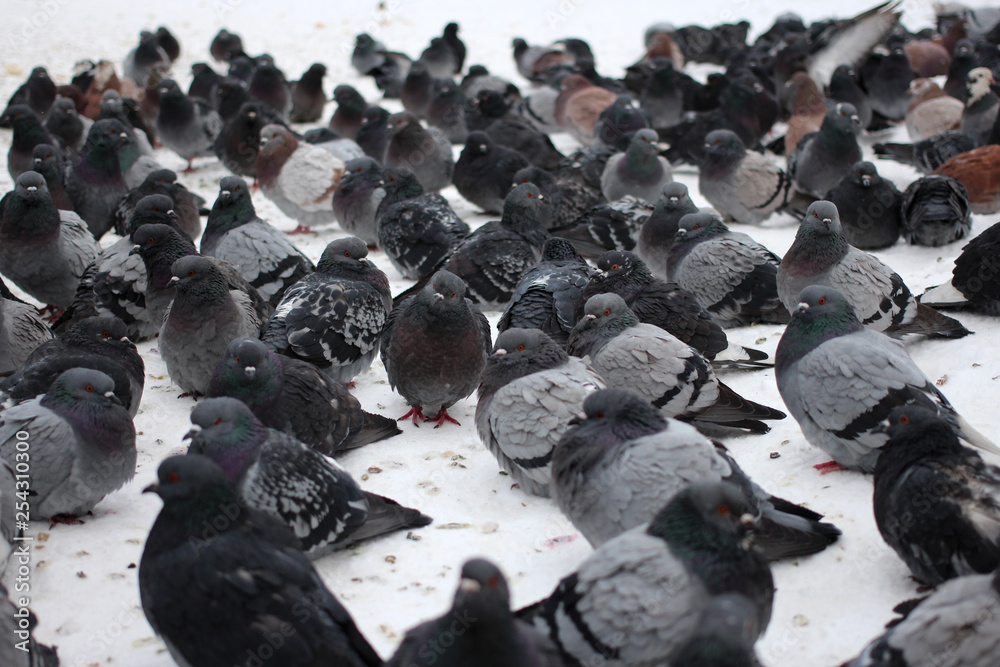 Fototapeta premium a large flock of city birds pigeons sitting on the snow in the city