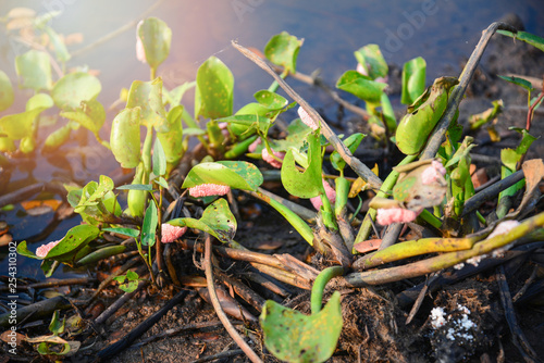 Group of pink egg applesnail on water plant hyacinth in the river photo