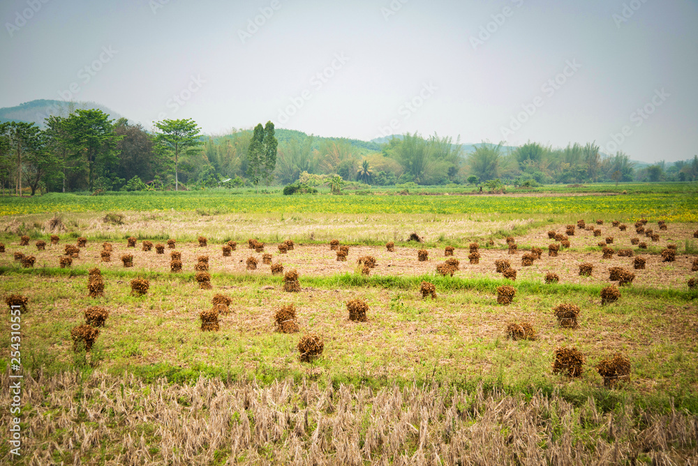 Harvest soybean planting in rice field agriculture farm asia