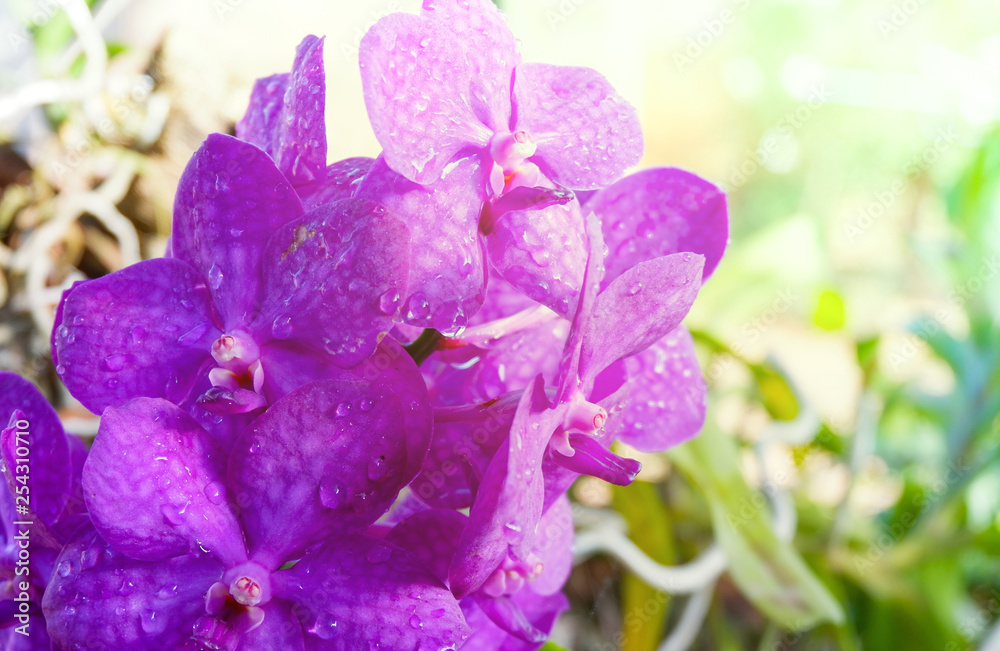 Obraz premium beautiful purple orchid flower decorate nature colorful in the spring garden background