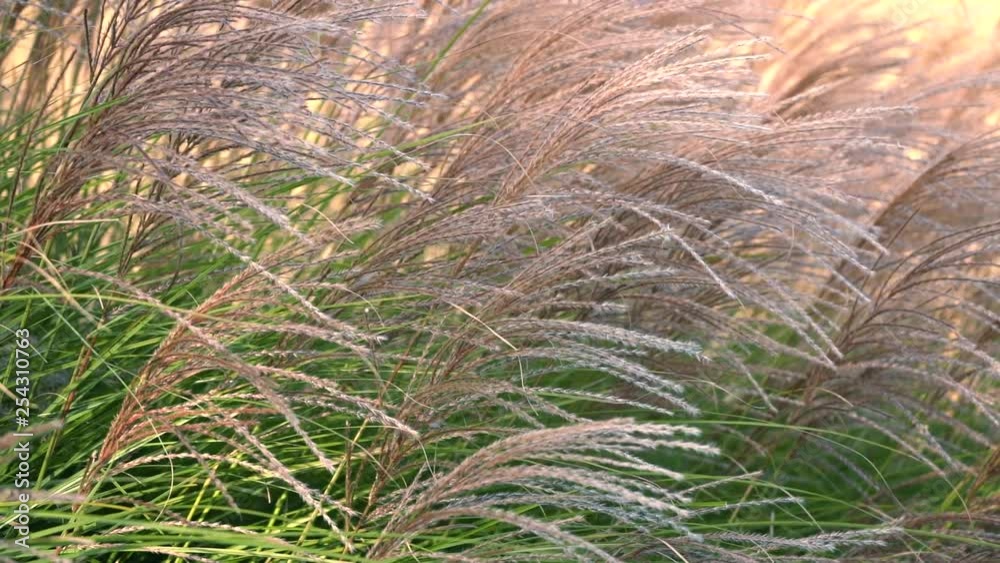 Slow motion of wheat like plant blowing in the wind. Slow motion of wheat like plant blowing in the wind.